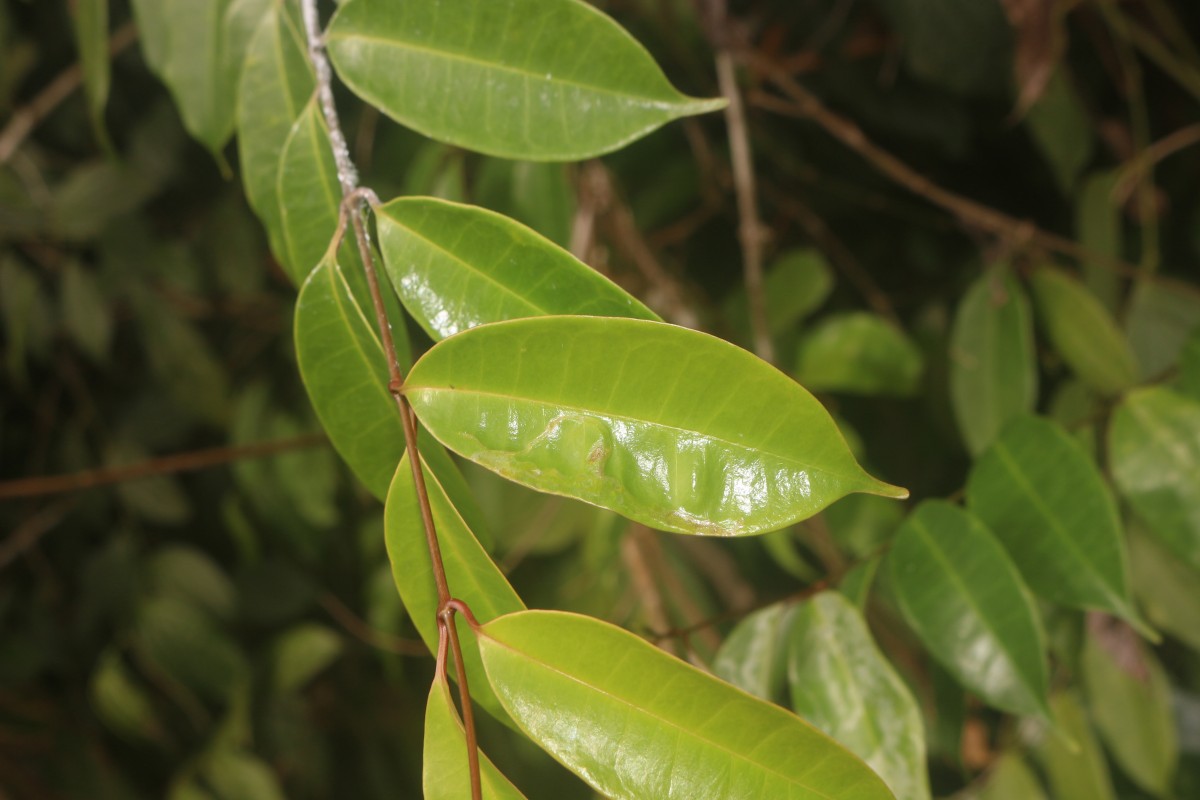 Cleghornia acuminata Wight